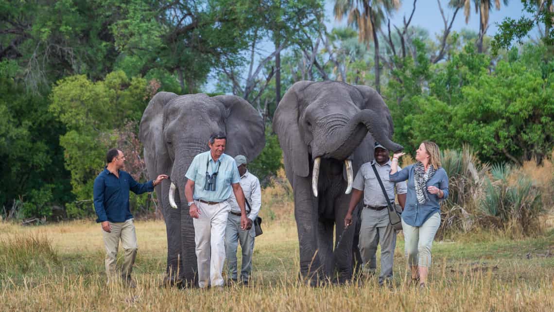 Wandern mit Elefanten im Abu Camp im Okavango Delta