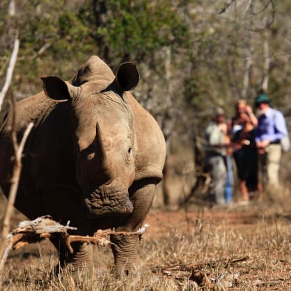 Nashorn Rhino im Hlane Royal National Park in eSWATINI SWASILAND