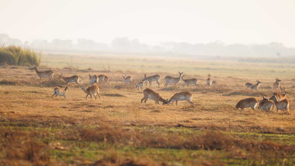 Kaingu Lodge, Kafue, Sambia