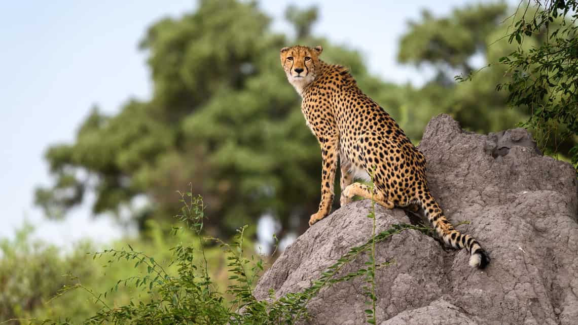 Gepart auf einem Termtenhügel in der Nähe des Mombo Camp Moremi Game Reserve