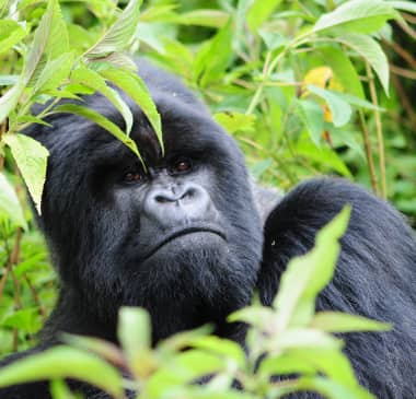 Gorilla Silverback, Ruanda