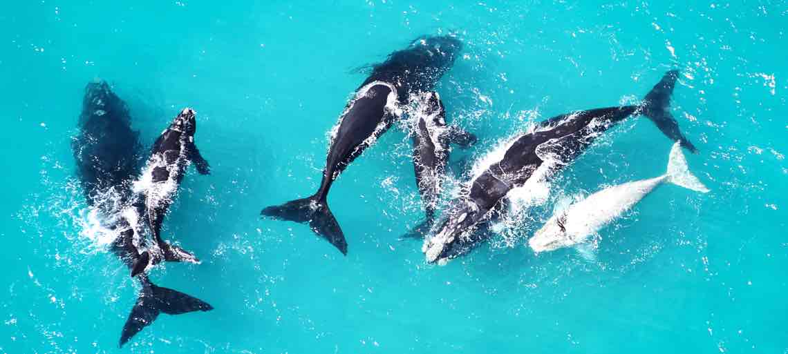 Wale vor Hermanus und Grootbos Lodge in Südafrika