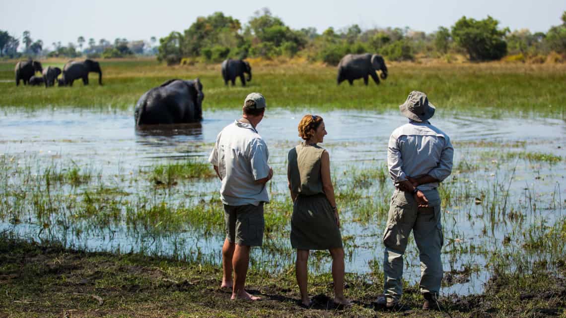 Wanderung mit Blick auf eine Elefanten Herde vor den Abu Camp