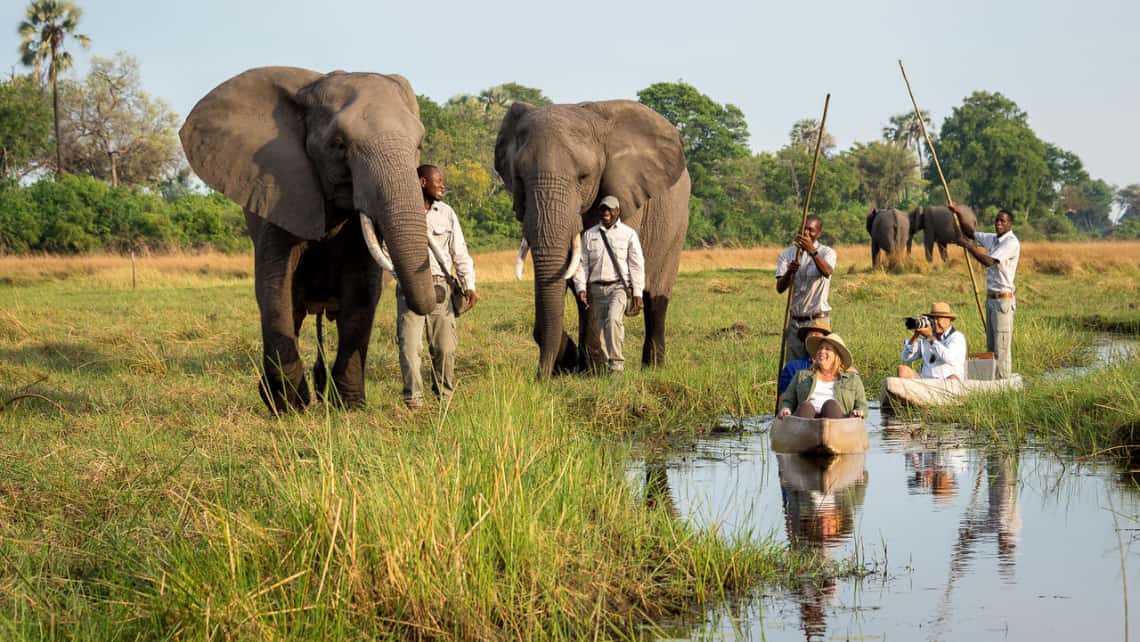 Wandern mit Elefanten im Abu Camp im Okavango Delta