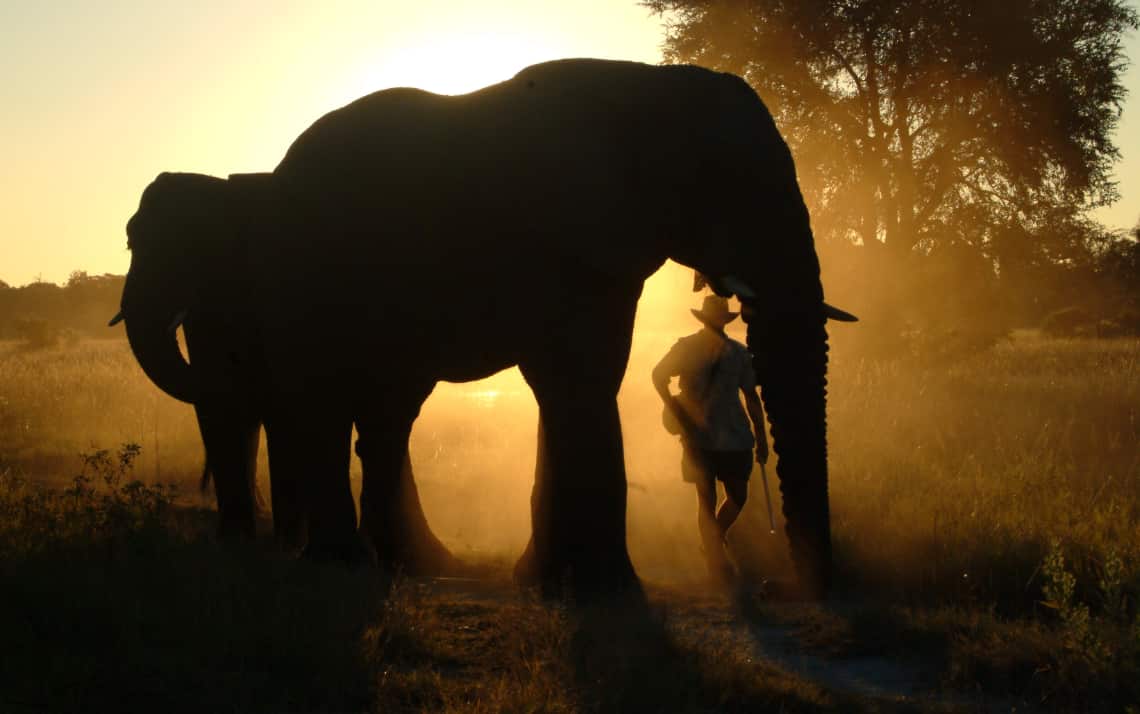 Elefant vor dem Zelt Zarafa Camp, Linyanti