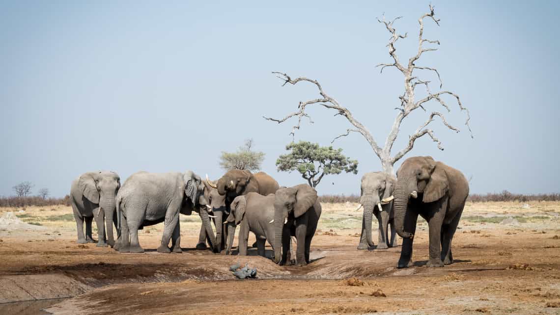 Camp Savuti, Savuti, Chobe Nationalpark