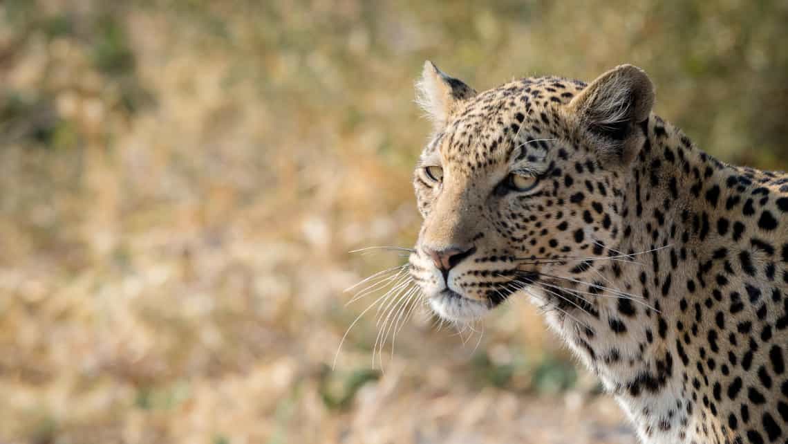 Camp Savuti, Savuti, Chobe Nationalpark