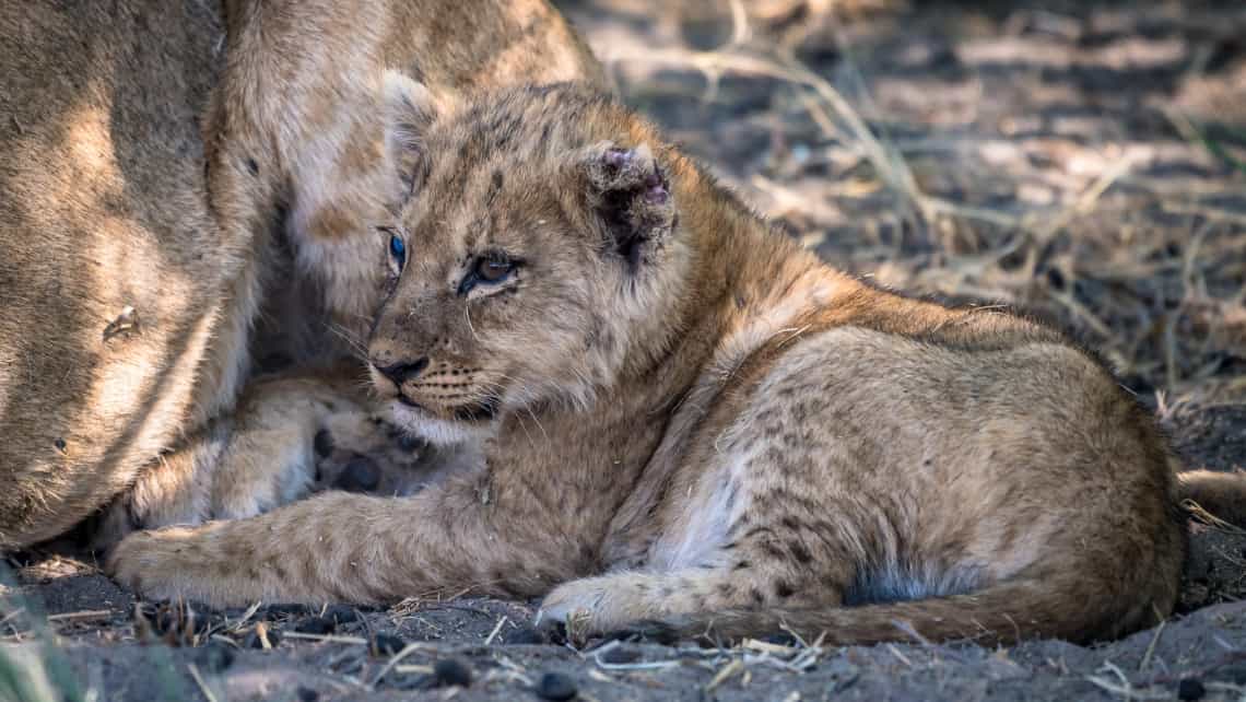 Camp Savuti, Savuti, Chobe Nationalpark