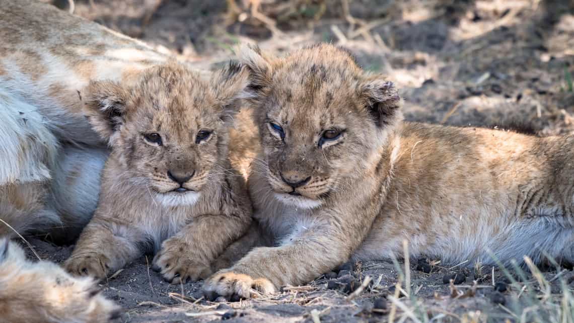 Camp Savuti, Savuti, Chobe Nationalpark