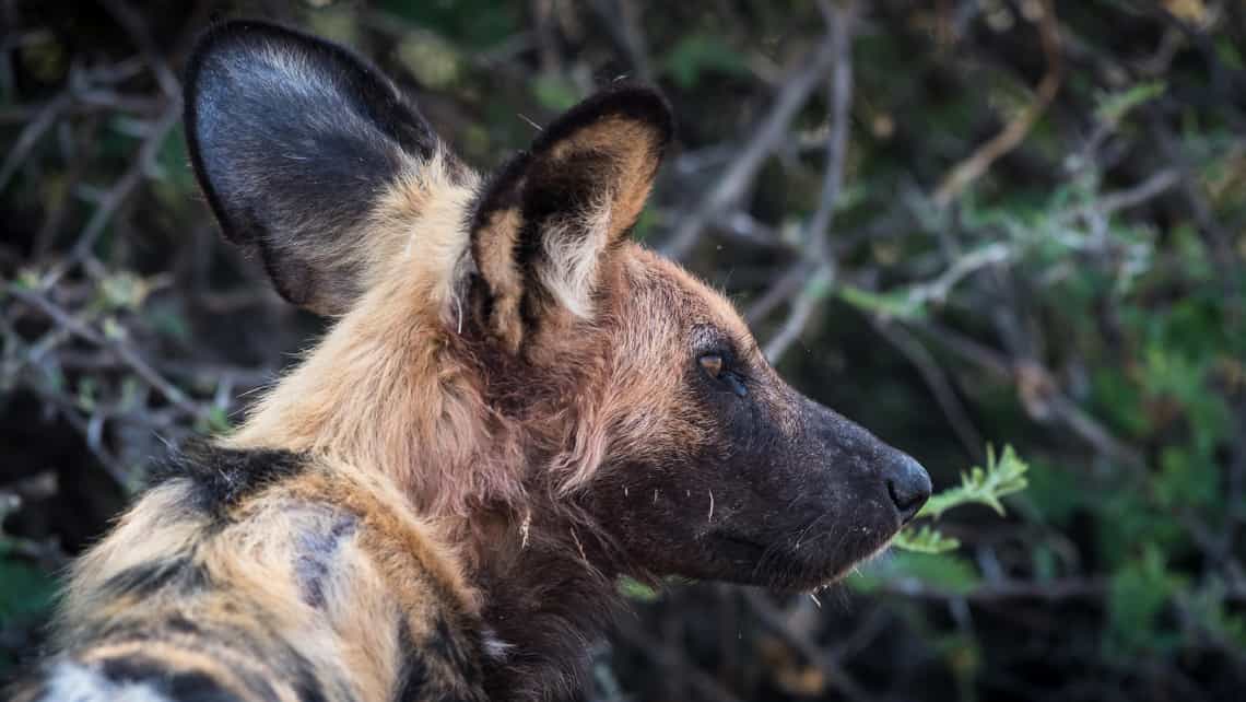 Camp Savuti, Savuti, Chobe Nationalpark