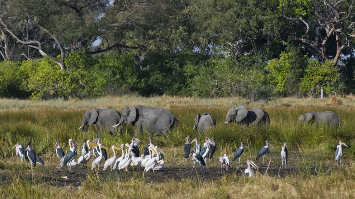 Wilderness Chitabe Camp, Okavango Delta Botswana