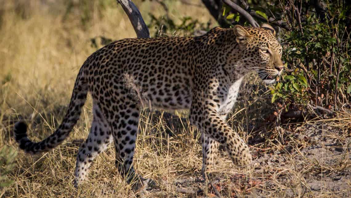 Wilderness Chitabe Camp, Okavango Delta Botswana