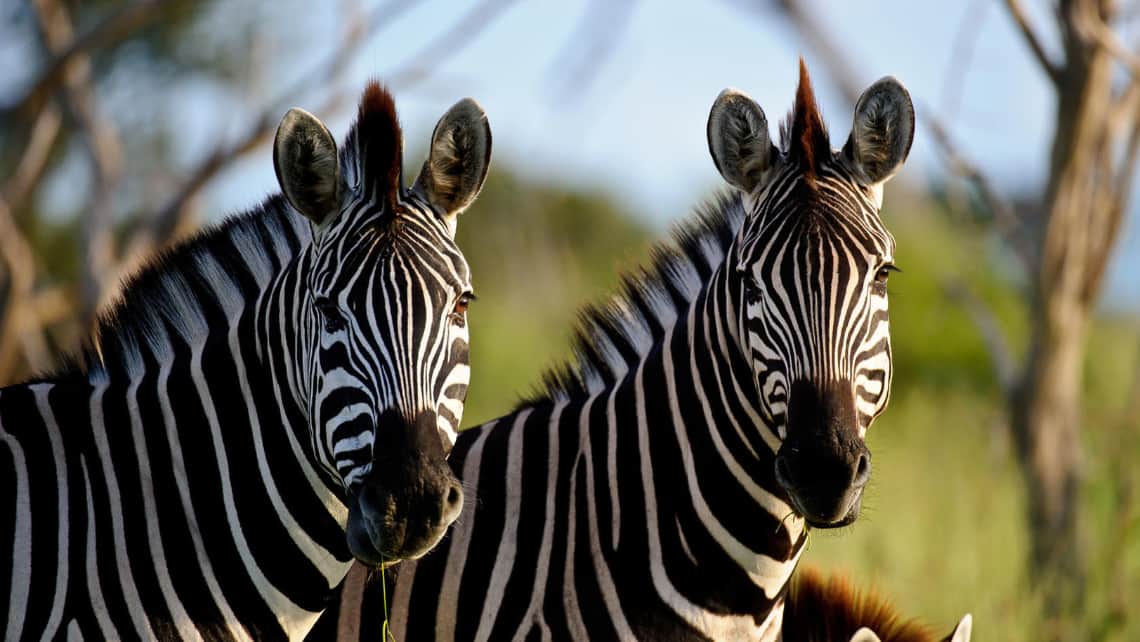 Wilderness Chitabe Camp, Okavango Delta Botswana