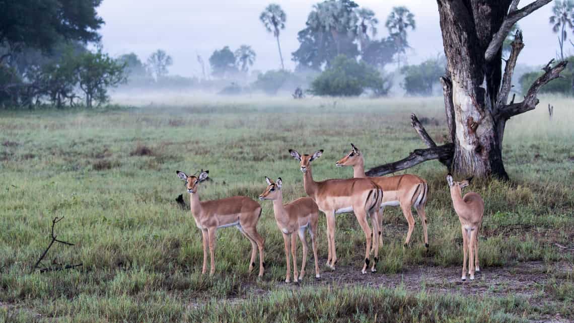 Wilderness Chitabe Camp, Okavango Delta Botswana