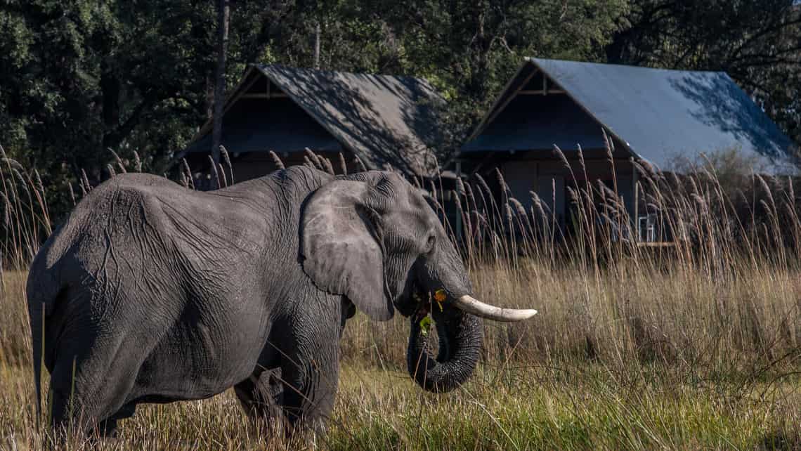 Wilderness Chitabe Camp, Okavango Delta Botswana