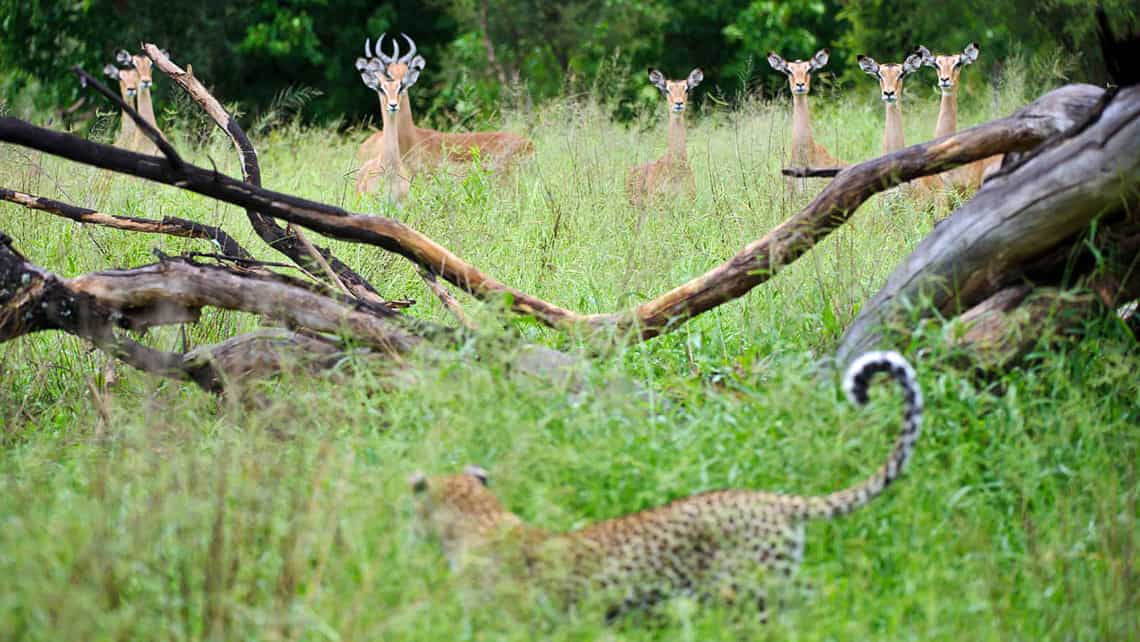 Wilderness Chitabe Camp, Okavango Delta Botswana