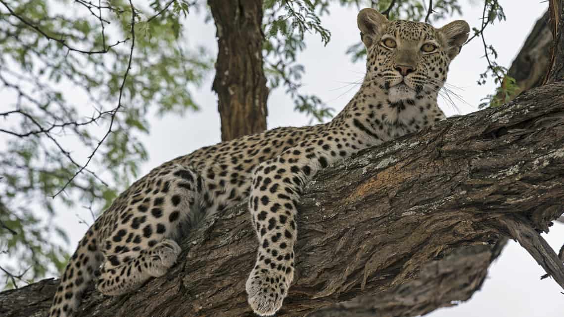 Wilderness Chitabe Camp, Okavango Delta Botswana