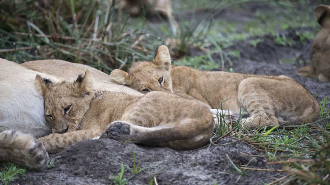 Wilderness Chitabe Camp, Okavango Delta Botswana