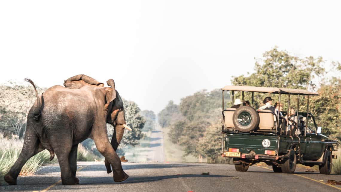 Elefant vor den Zelt Zarafa Camp, Linyanti