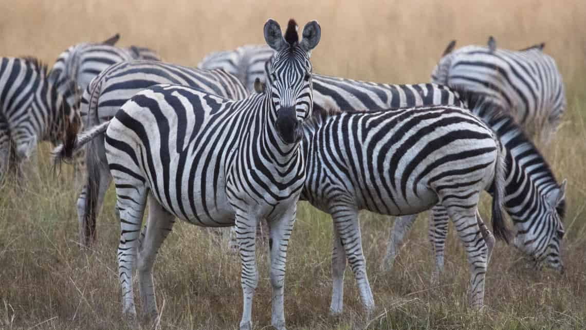  Duba Explorers Camp, Okavango Delta Botswana