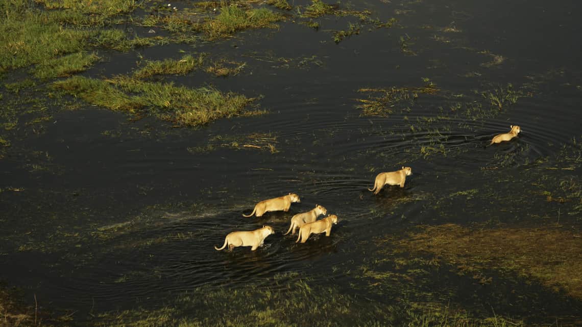 Duba Plains Suite  Okavango Delta Botswana