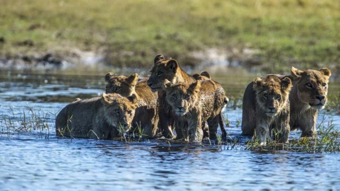 Duba Plains Suite  Okavango Delta Botswana