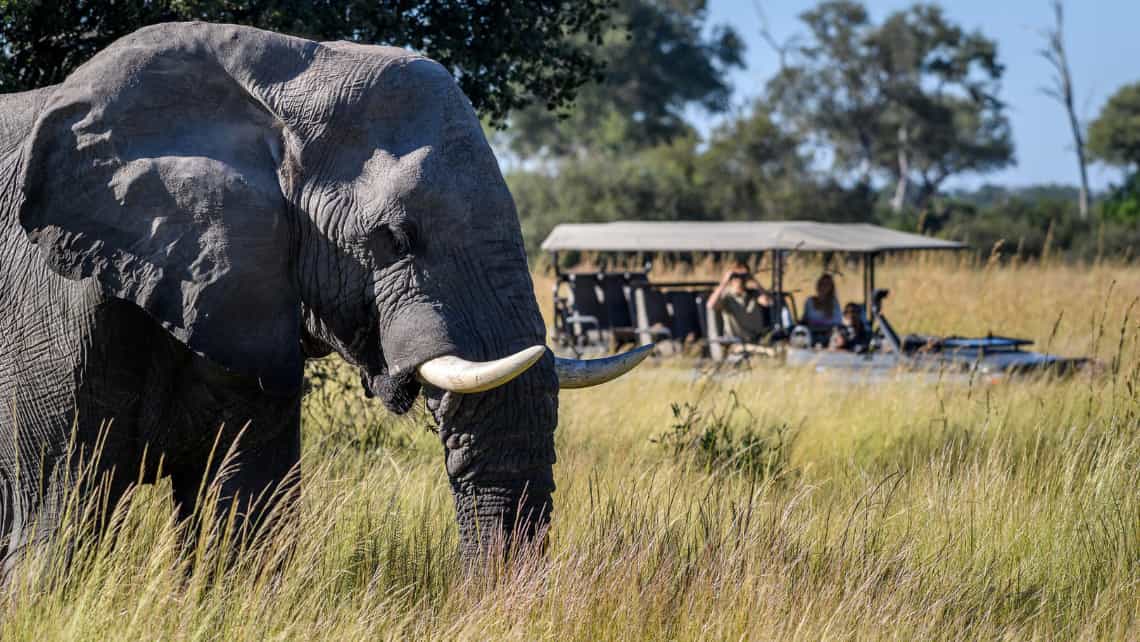 Elefant vor dem Aussichtsdeck Zarafa Camp, Linyanti