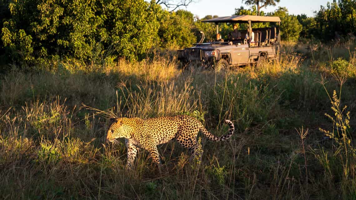 Nilpferd, Hippo Zarafa Camp, Linyanti Selinde REserve