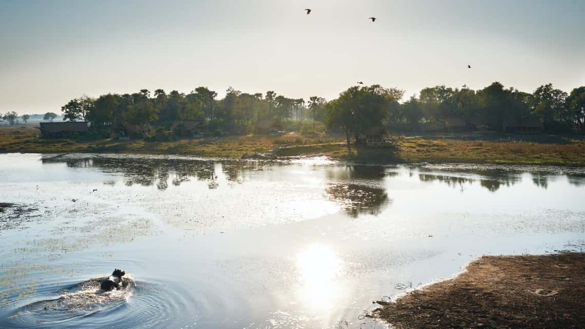 Nilpferd Hippo in der Lagune vor der Belmond Eagle Island Lodge, Okavango Delta