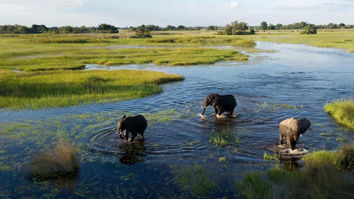 Wild Dogs, Wildhunde im Selinda Reserve Zarafa Camp, Linyanti