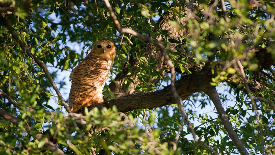 Elefanten Angriff im Selinda Reserve Zarafa Camp, Linyanti