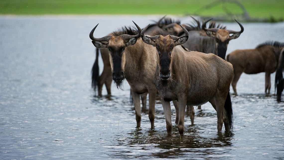 Nilpferd, Hippo Zarafa Camp, Linyanti Selinde REserve