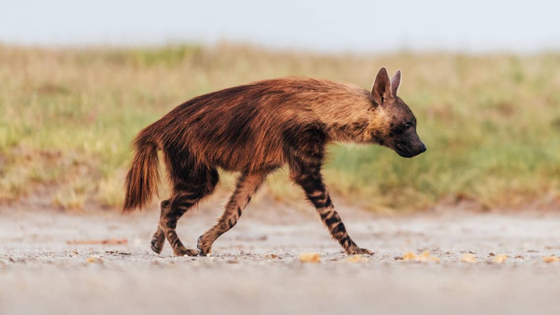 Jacks Camp, Makgadikgadi Pan