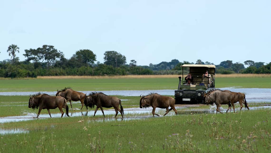 Geführte Pirschfahrt im offenen Geländewagen und Gnus in der Lagune vor dem Jao Camp im Okavango Delta