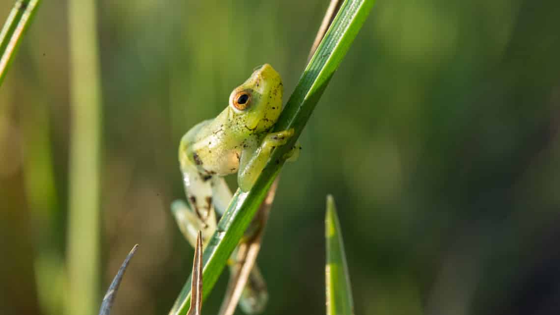 Kanana Camp, Okavango Delta, Botswana