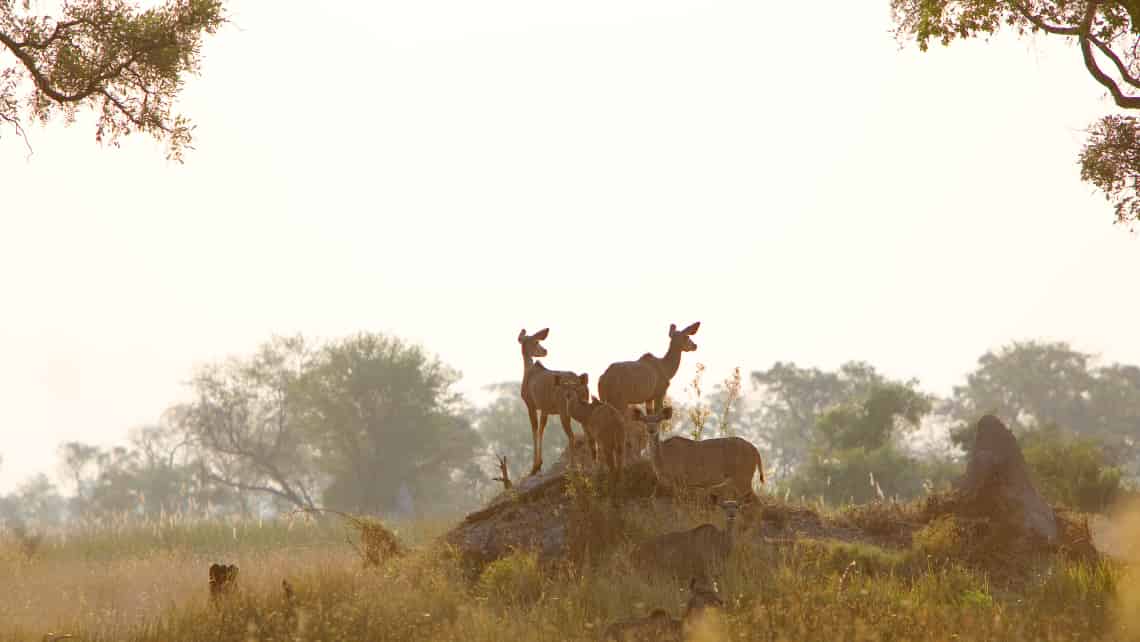 Kanana Camp, Okavango Delta, Botswana