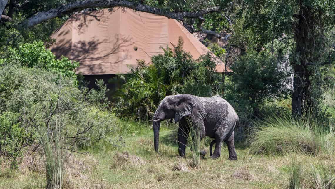 Kanana Camp, Okavango Delta, Botswana