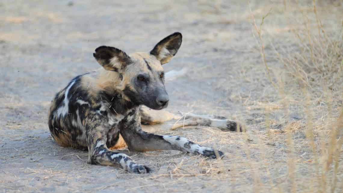 Sango Safari Camp, Khwai