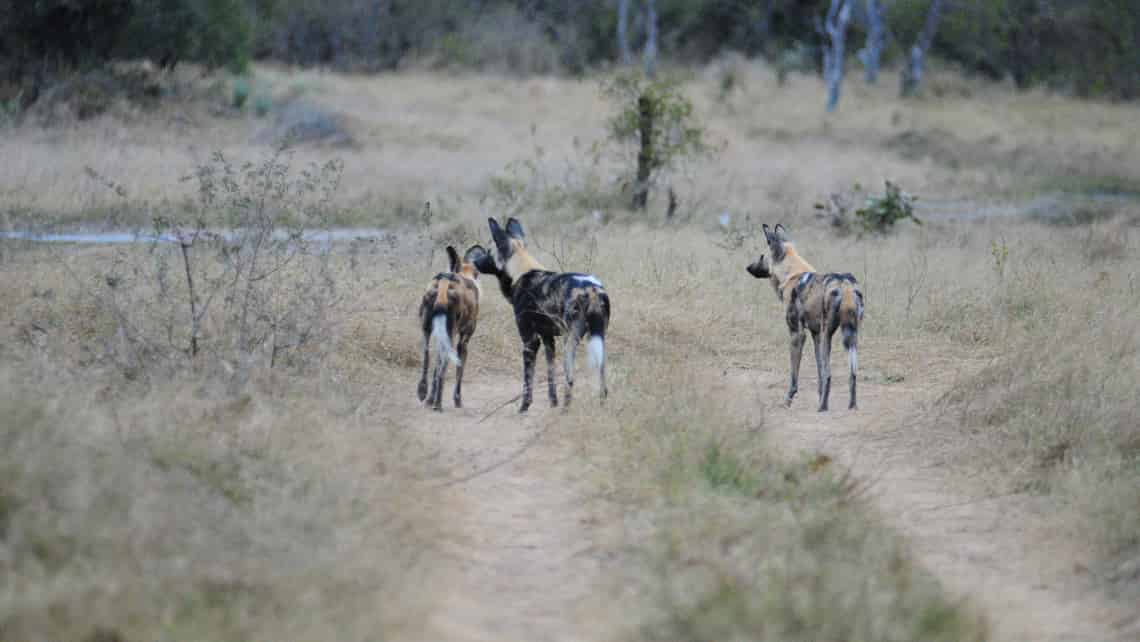 Sango Safari Camp, Khwai