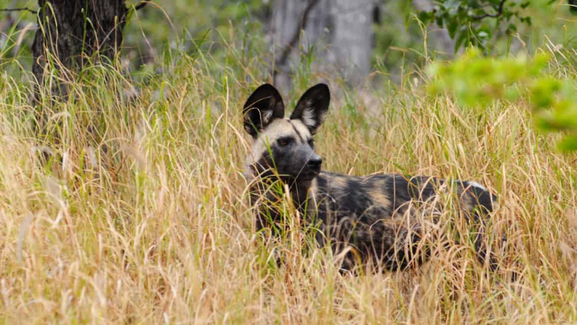 Sango Safari Camp, Khwai