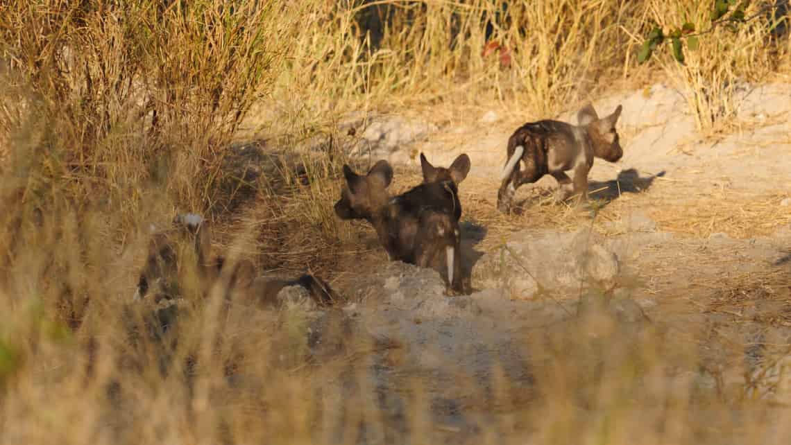 Sango Safari Camp, Khwai