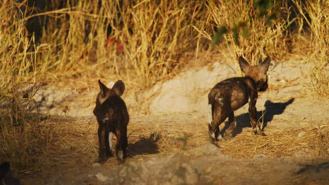 Sango Safari Camp, Khwai