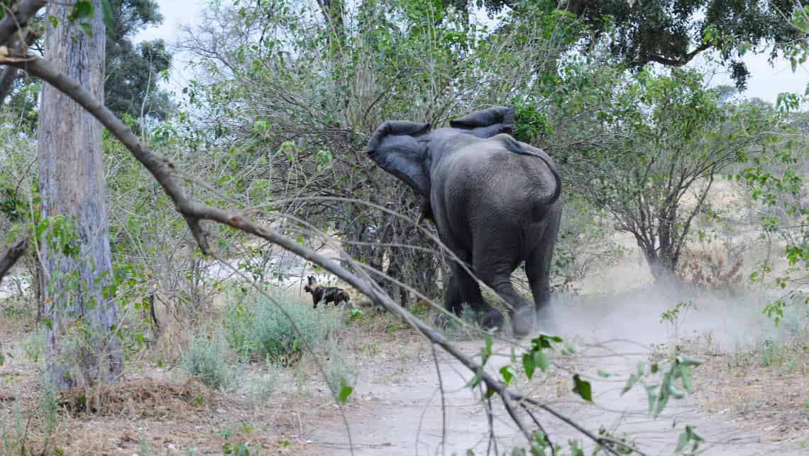 Sango Safari Camp, Khwai