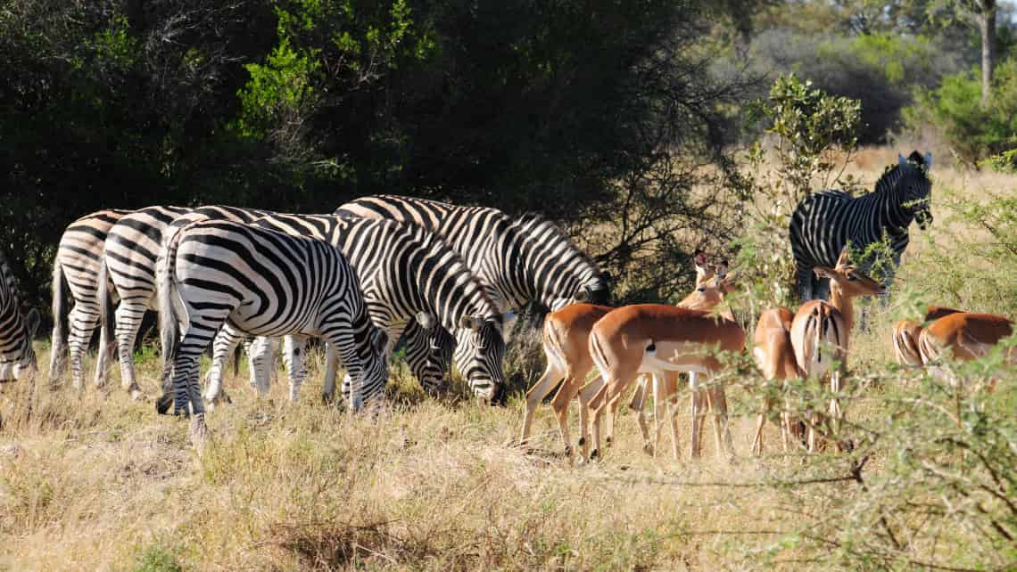 Sango Safari Camp, Khwai