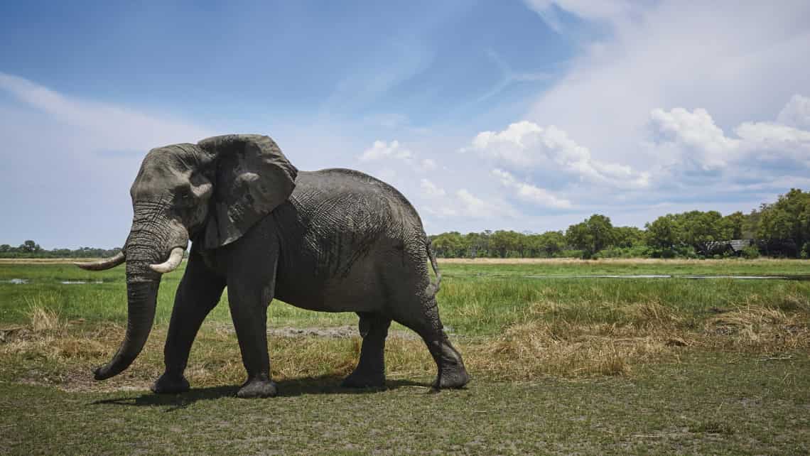 Elefant Belmond Khwai River Lodge, Khwai