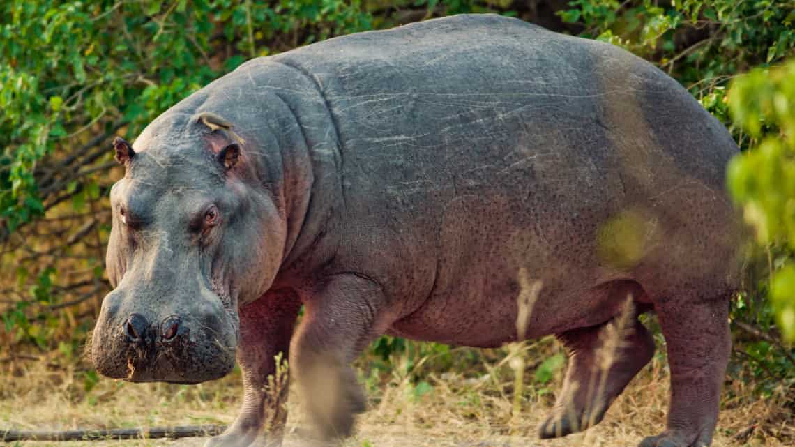  Nilpferd Hippo Belmond Khwai River Lodge, Khwai