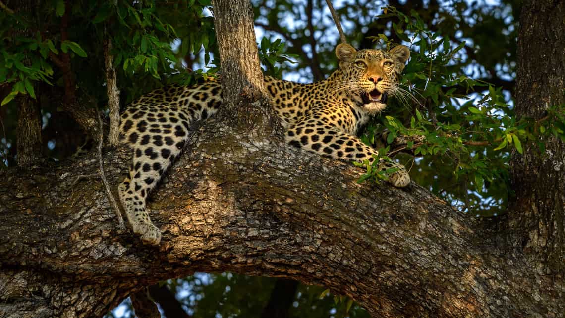 Nilpferd, Hippo Zarafa Camp, Linyanti Selinde REserve