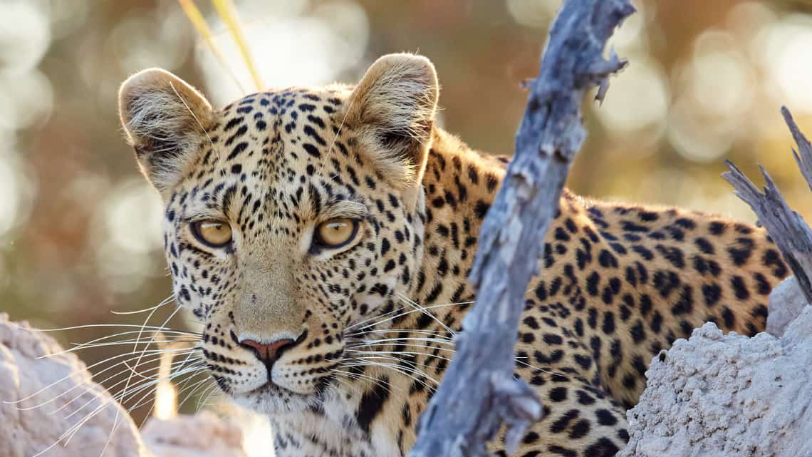 Elefanten Angriff im Selinda Reserve Zarafa Camp, Linyanti