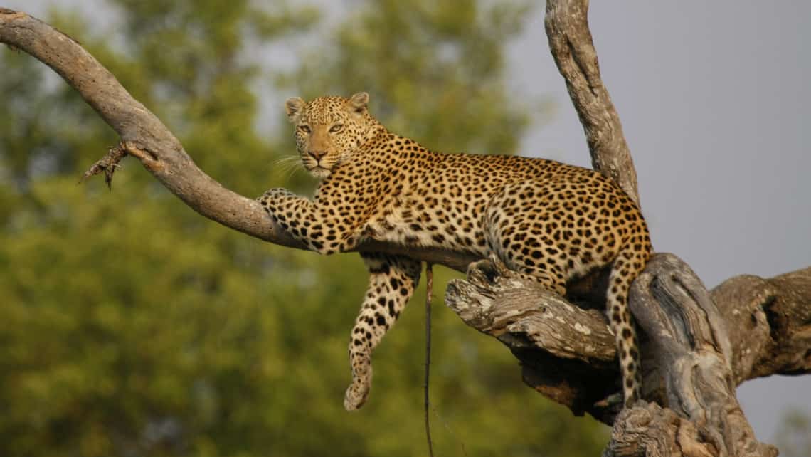 Nilpferd, Hippo Zarafa Camp, Linyanti Selinde REserve