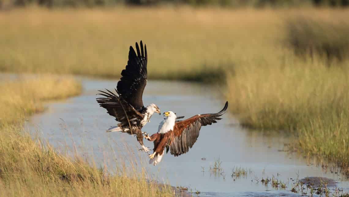  Kwetsani Camp , Okavango Delta Botswana